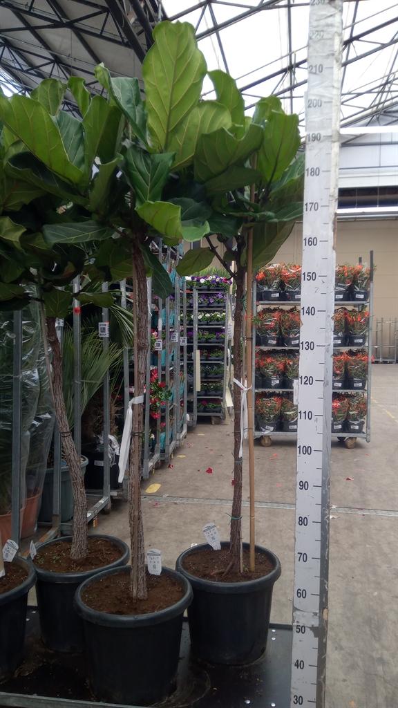 Горшечные цветы и растения оптом Ficus Lyrata от 1шт из Голландии с доставкой по России