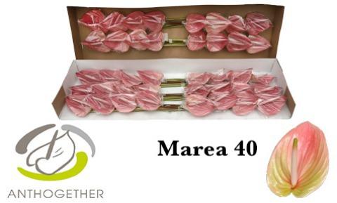 Срезанные цветы оптом Anthurium marea от 40шт из Голландии с доставкой по России