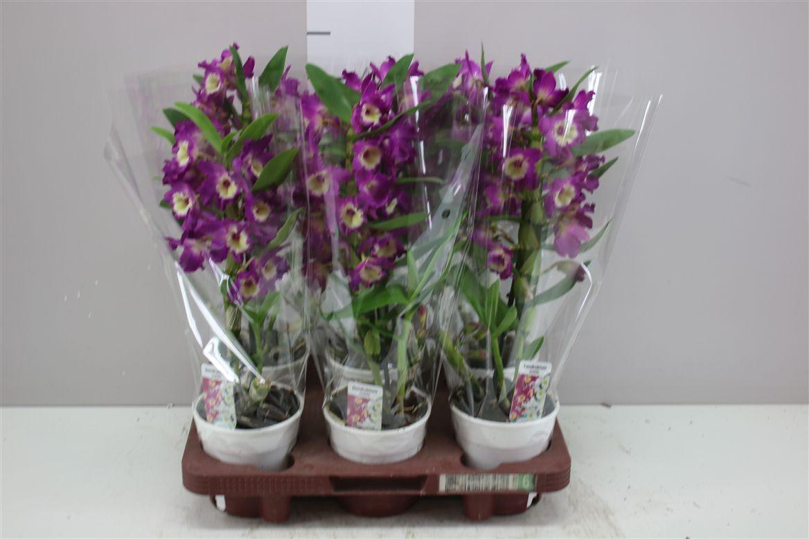 Горшечные цветы и растения оптом Dendrobium Nobilee Paars 1 Tak от 6шт из Голландии с доставкой по России