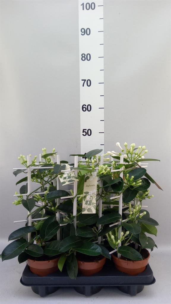 Горшечные цветы и растения оптом Stephanotis Floribunda ... от 6шт из Голландии с доставкой по России