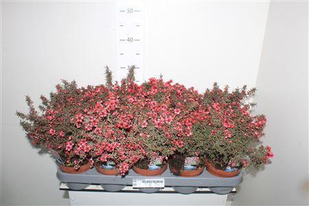 Горшечные цветы и растения оптом Lepto Scoparium от 10шт из Голландии с доставкой по России