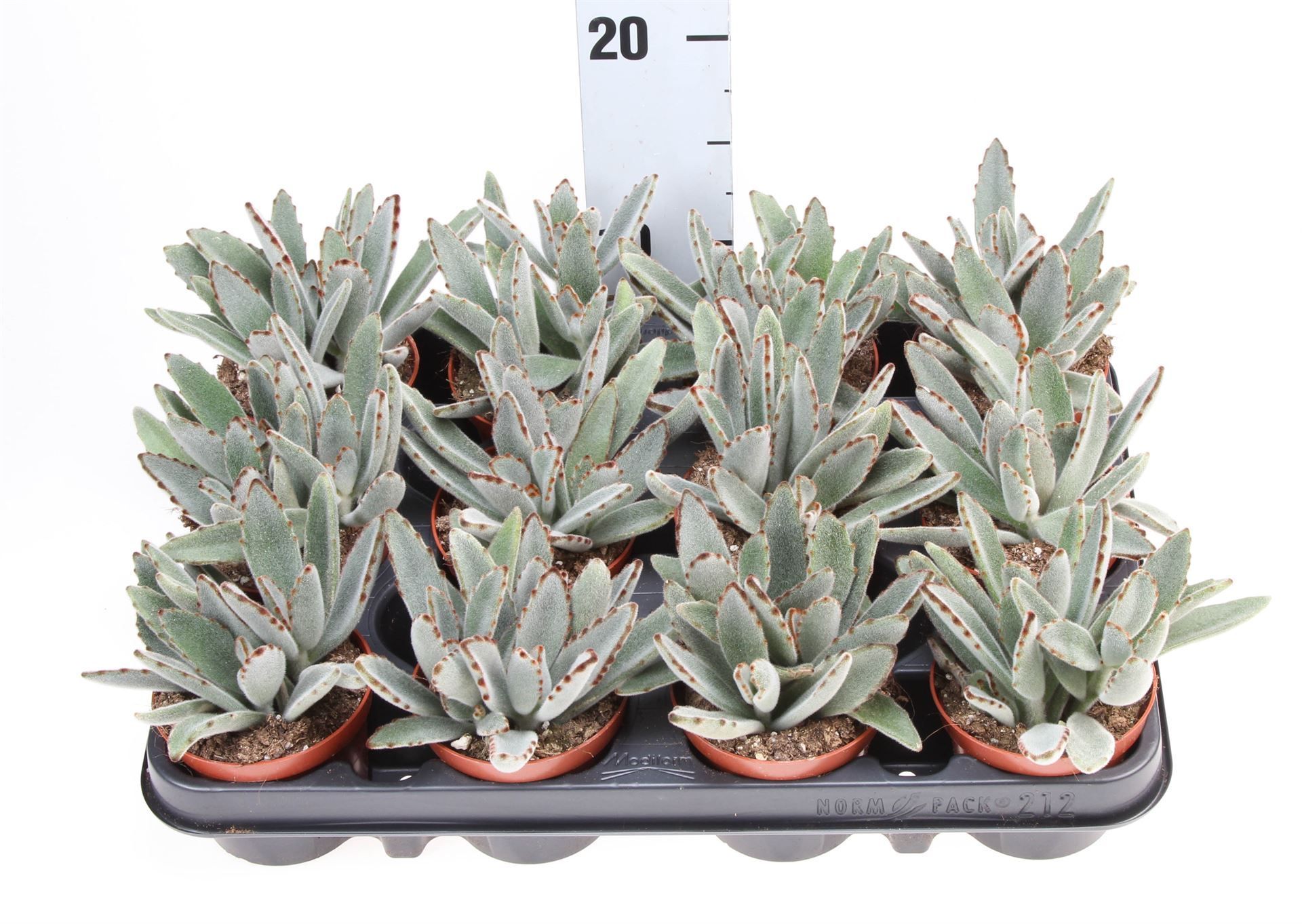 Горшечные цветы и растения оптом Kalanchoe Nf Tomentosa от 12шт (для телеги) из Голландии с доставкой по России