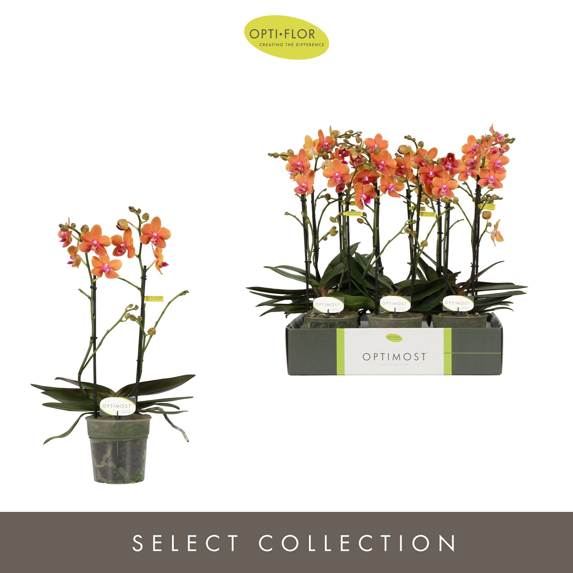 Горшечные цветы и растения оптом Phal 2st Optimost Paprika от 6шт из Голландии с доставкой по России