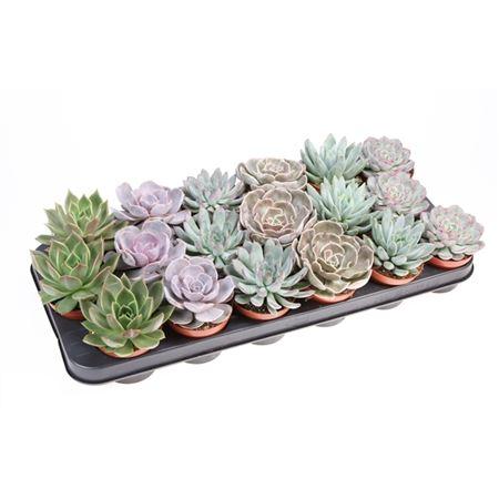 Горшечные цветы и растения оптом Echeveria Mix On Row от 18шт (для телеги) из Голландии с доставкой по России