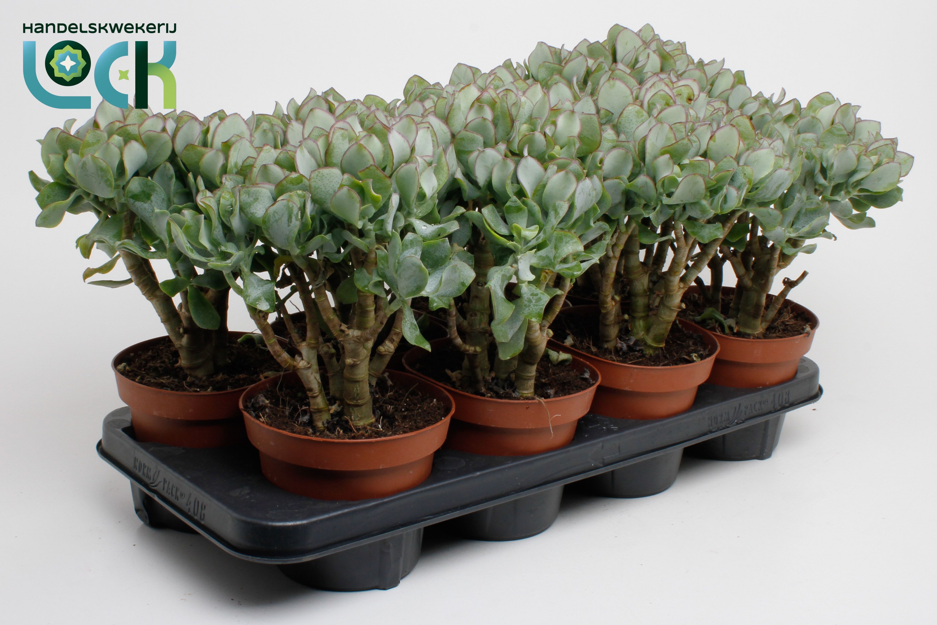 Горшечные цветы и растения оптом Crassula Cristaat Arborescens Undilatifolia от 8шт из Голландии с доставкой по России