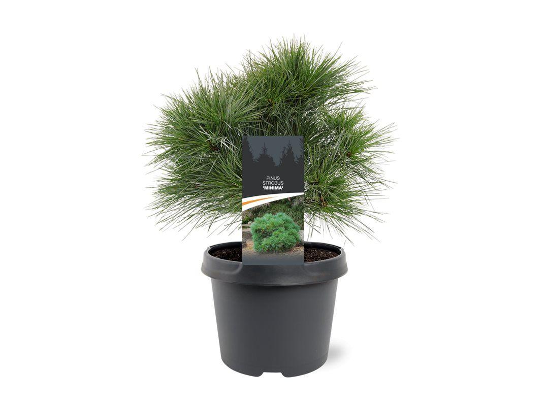 Горшечные цветы и растения оптом Pinus Strobus Minima от 1шт из Голландии с доставкой по России