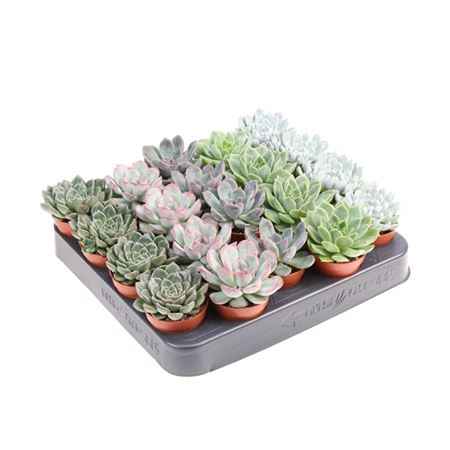 Горшечные цветы и растения оптом Echeveria Mix от 20шт из Голландии с доставкой по России