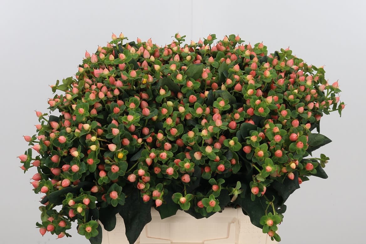 Срезанные цветы оптом Hypericum pacific jade от 100шт из Голландии с доставкой по России