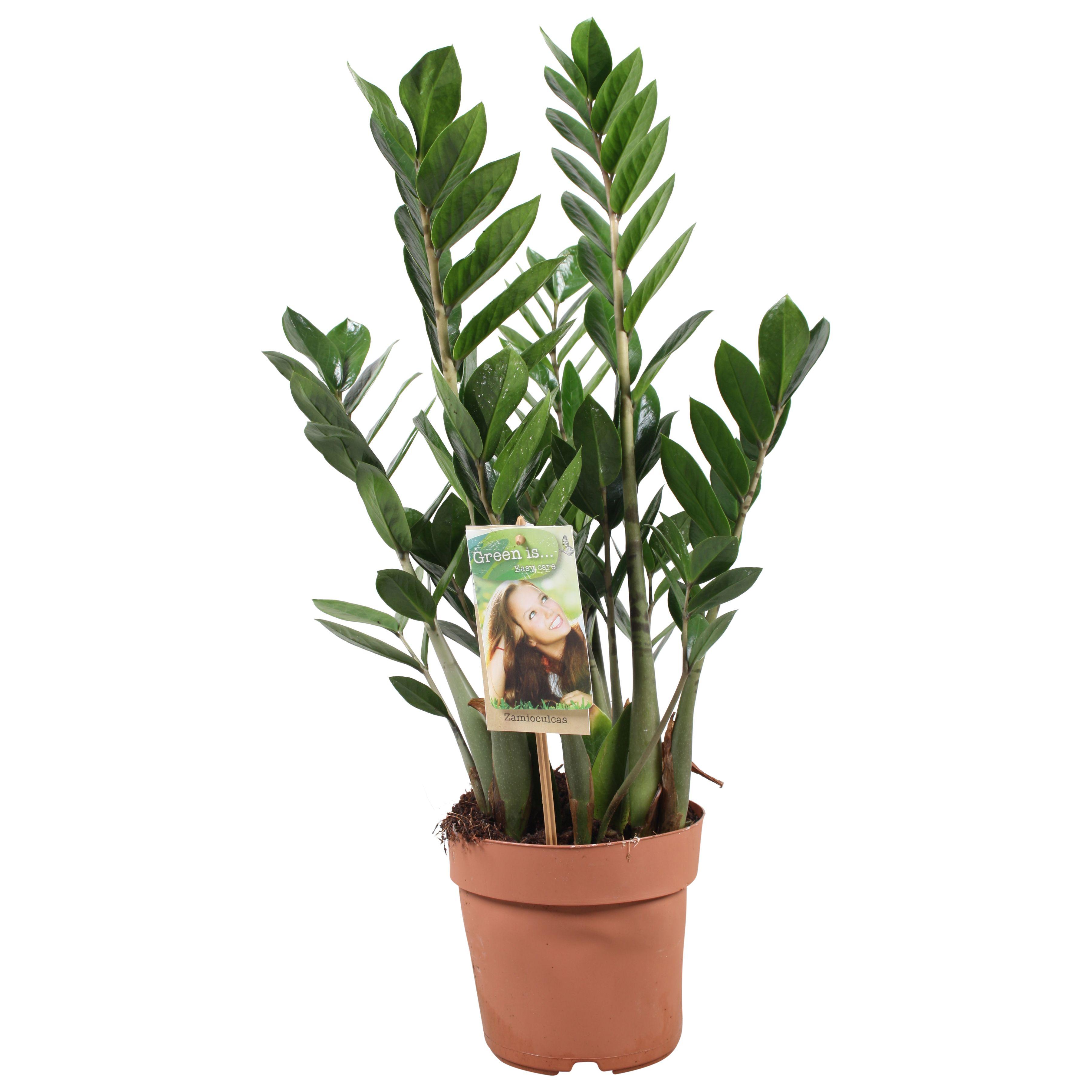 Горшечные цветы и растения оптом Zamioculcas 4+ от 6шт из Голландии с доставкой по России