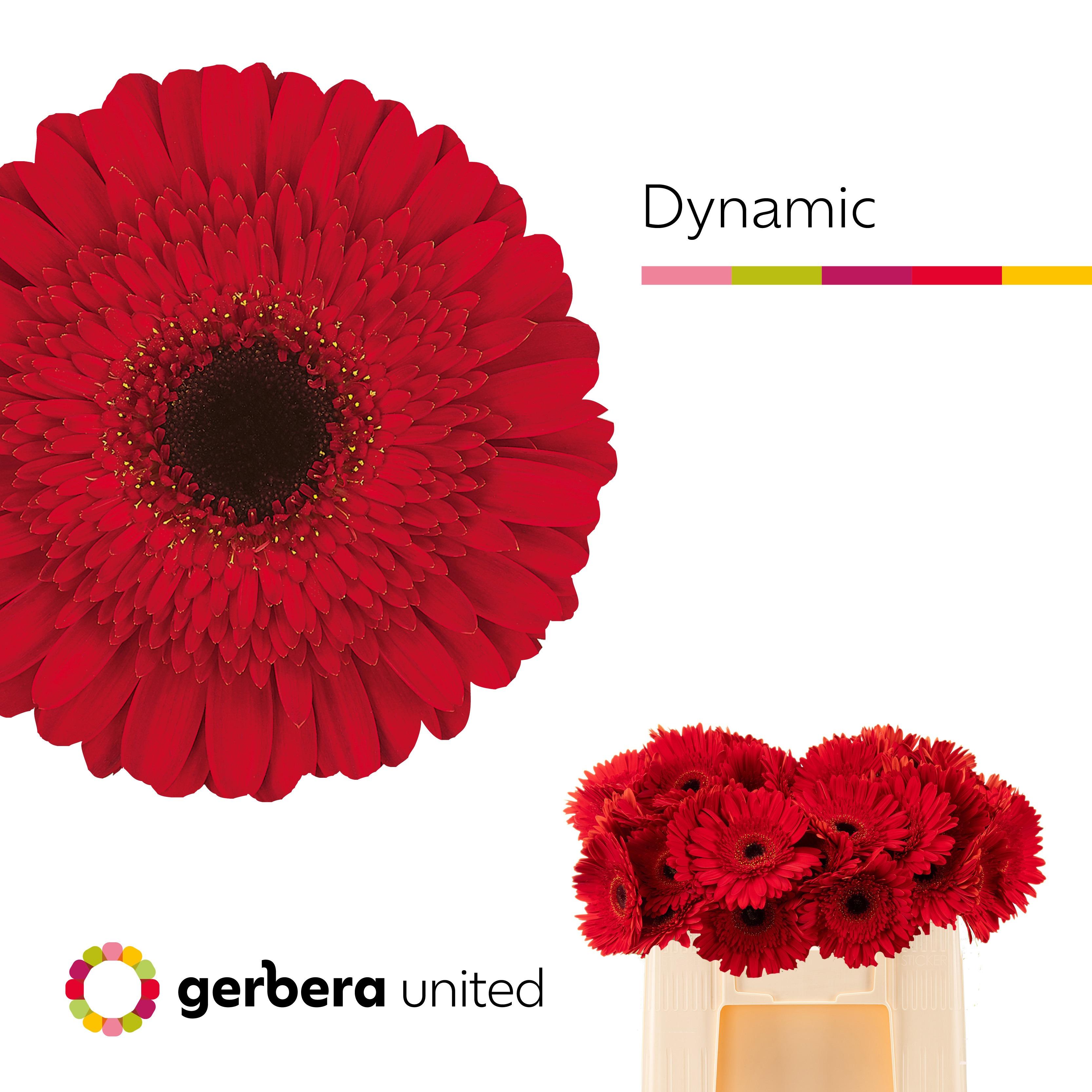 Срезанные цветы оптом Gerbera dynamic A от 50шт из Голландии с доставкой по России