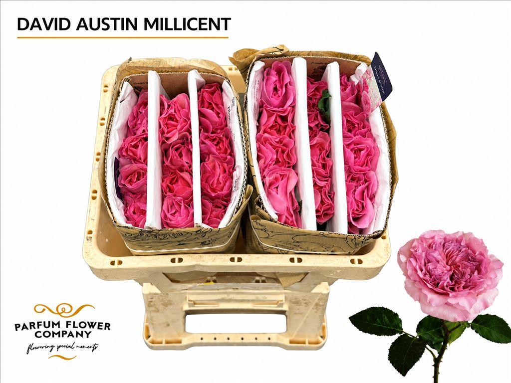 Срезанные цветы оптом Rosa large austin millicent от 24шт из Голландии с доставкой по России
