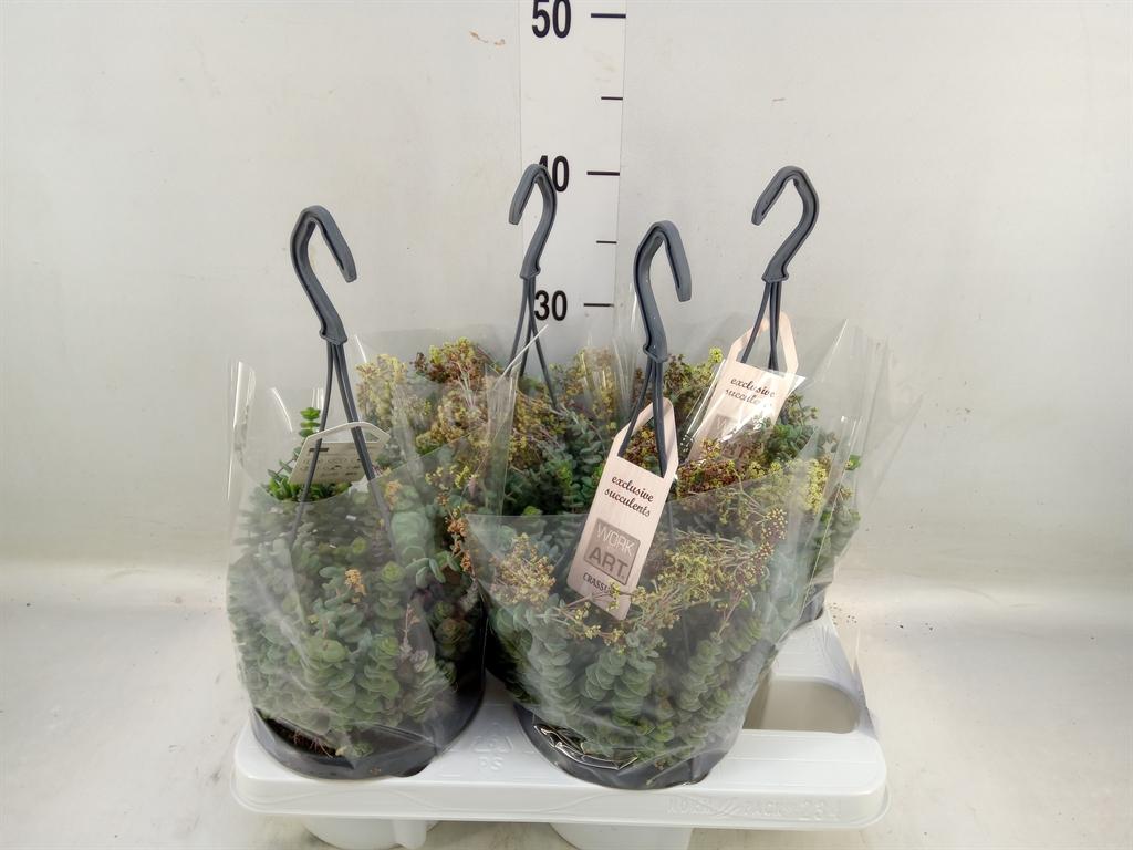 Горшечные цветы и растения оптом Crassula Marnieriana от 4шт из Голландии с доставкой по России