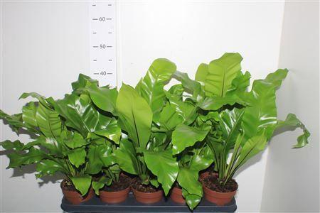 Горшечные цветы и растения оптом Asple Nidus от 10шт из Голландии с доставкой по России