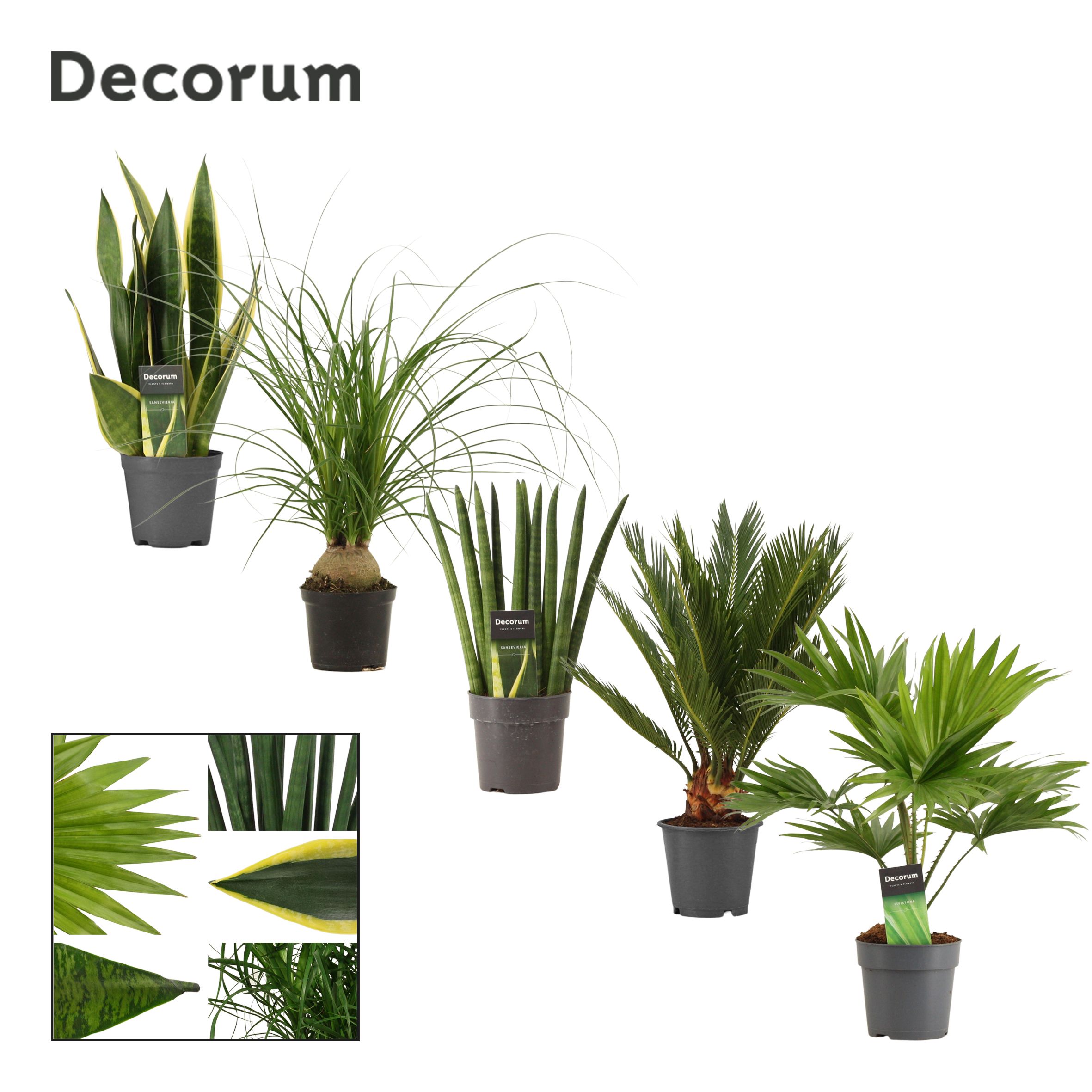 Горшечные цветы и растения оптом Sansevieria Aub Mix от 10шт из Голландии с доставкой по России