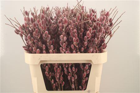 Срезанные цветы оптом Salix pink cushion от 100шт из Голландии с доставкой по России