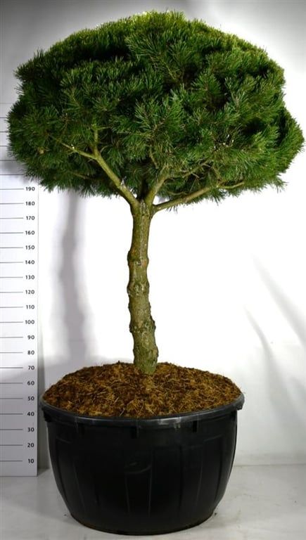 Горшечные цветы и растения оптом Pinus Mugo gnom от 1шт из Голландии с доставкой по России