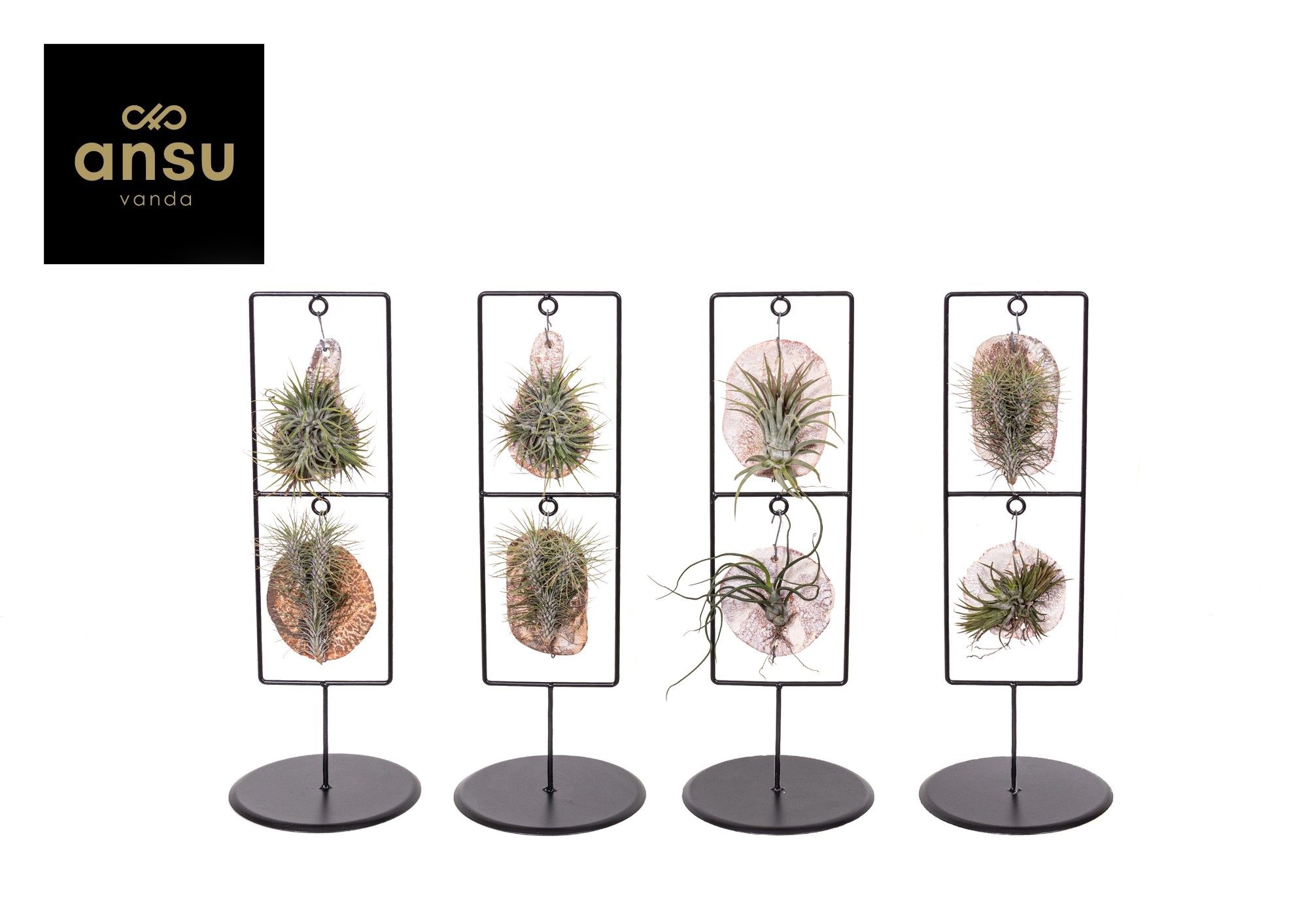 Горшечные цветы и растения оптом Tillandsia Ionantha от 4шт из Голландии с доставкой по России