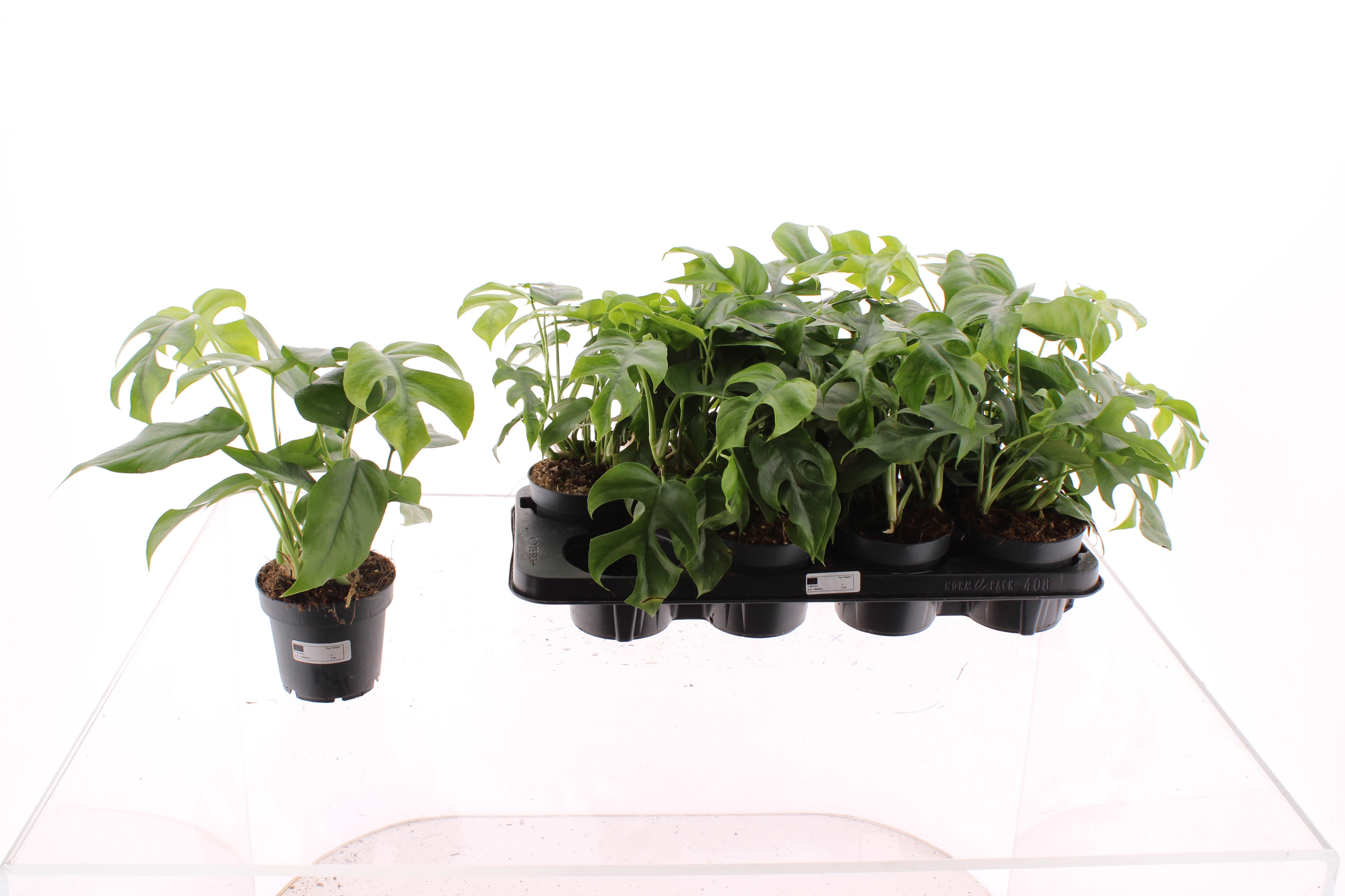 Горшечные цветы и растения оптом Rhaphido Tetrasperma от 8шт из Голландии с доставкой по России