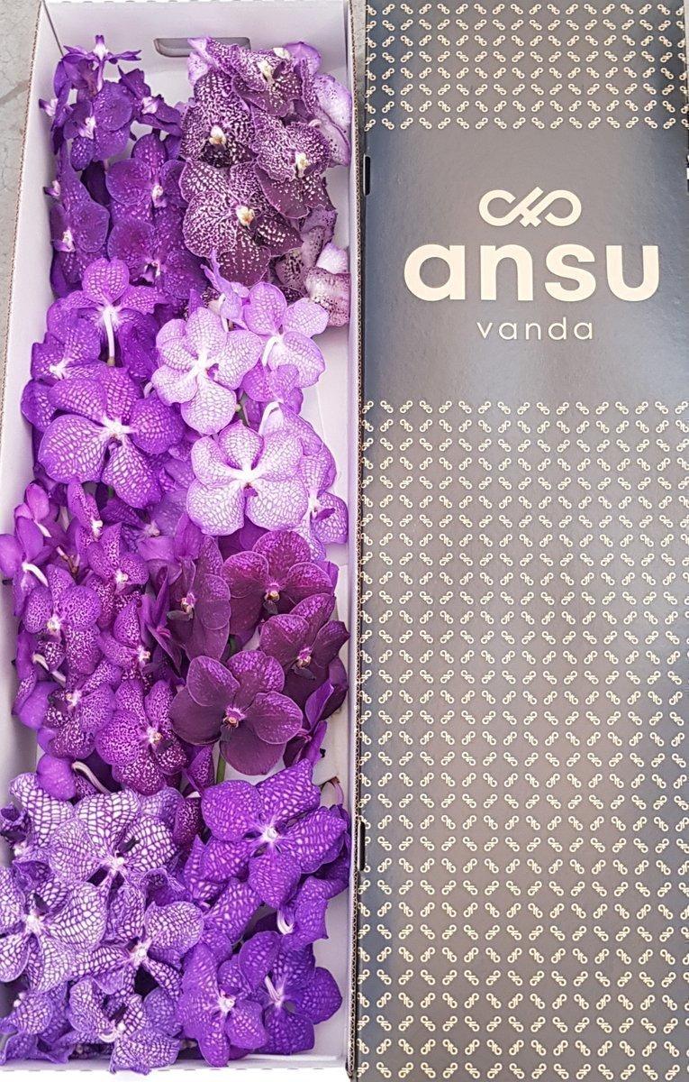 Срезанные цветы оптом Vanda mix purple per stem A от 4шт из Голландии с доставкой по России