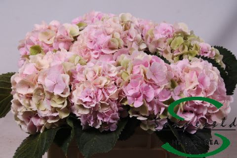 Срезанные цветы оптом Hydrangea verena classic old pink от 10шт из Голландии с доставкой по России