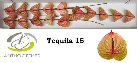 Срезанные цветы оптом Anthurium tequila от 15шт из Голландии с доставкой по России