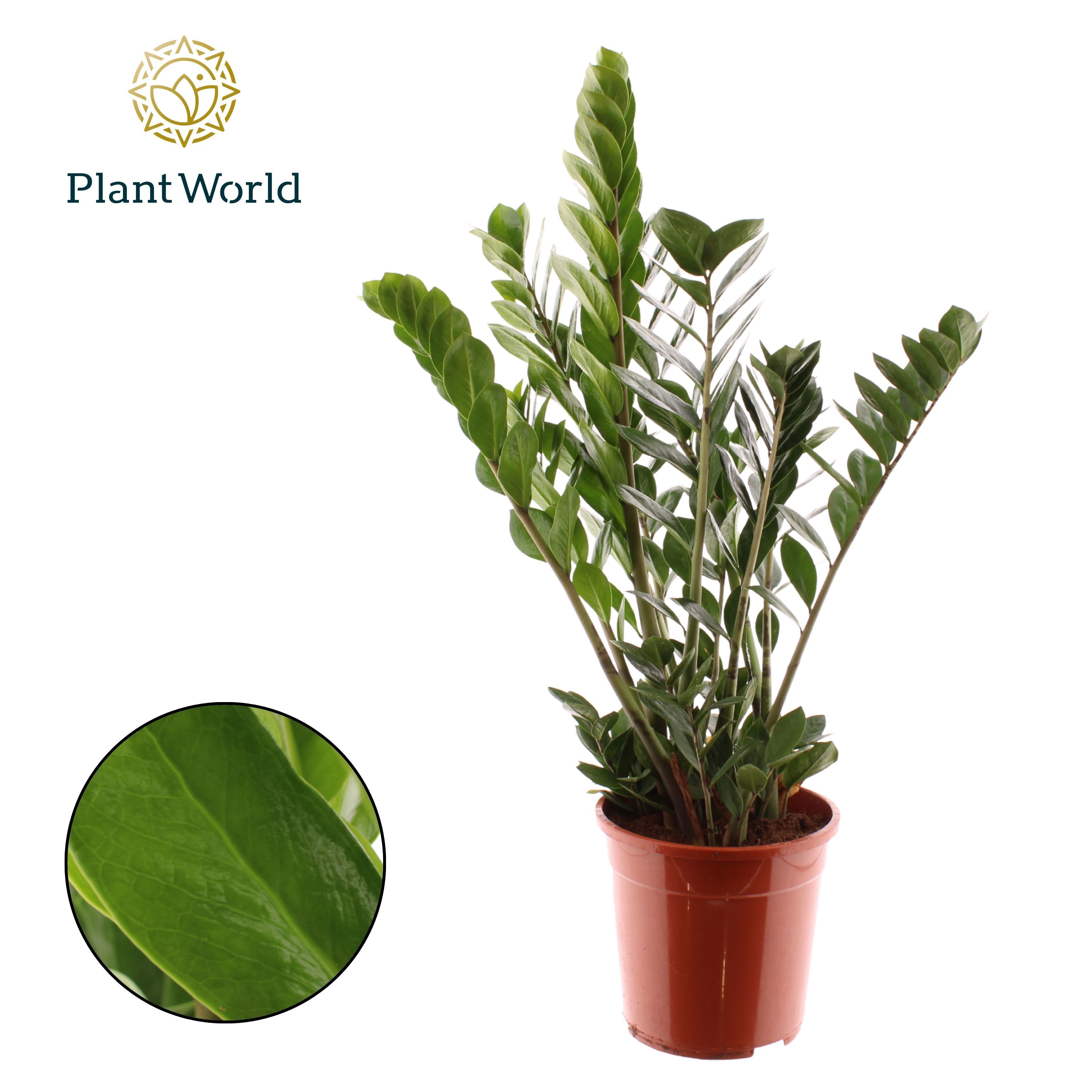 Горшечные цветы и растения оптом Zamioculcas 8+ от 1шт из Голландии с доставкой по России