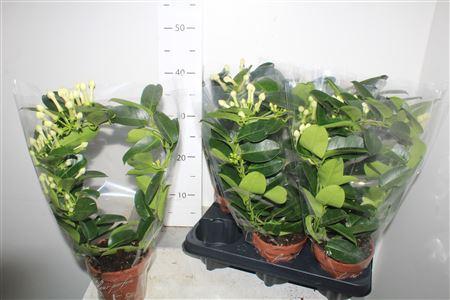 Горшечные цветы и растения оптом Steph Fl Ov 4-6 от 6шт из Голландии с доставкой по России