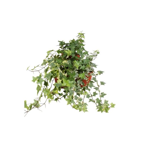 Горшечные цветы и растения оптом Hedera Mix от 8шт из Голландии с доставкой по России