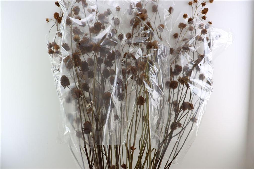 Срезанные цветы оптом Glycyrrhiza seed pod от 12шт из Голландии с доставкой по России