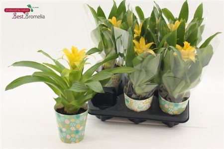 Горшечные цветы и растения оптом Guzm Diana от 6шт из Голландии с доставкой по России