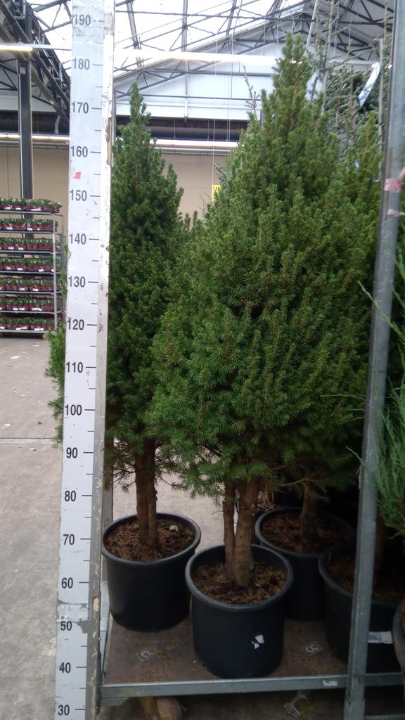 Горшечные цветы и растения оптом Picea Glauca conica от 1шт из Голландии с доставкой по России