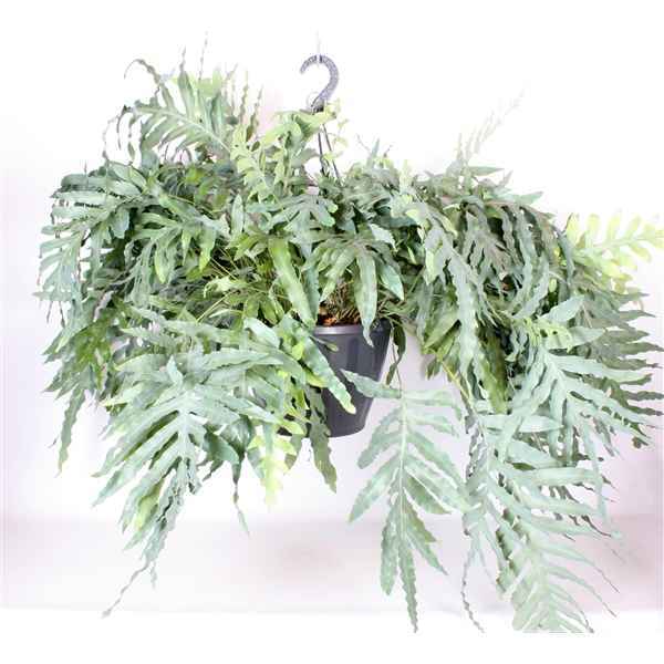 Горшечные цветы и растения оптом Phlebodium Blue Star Hangpot Xxl от 1шт из Голландии с доставкой по России