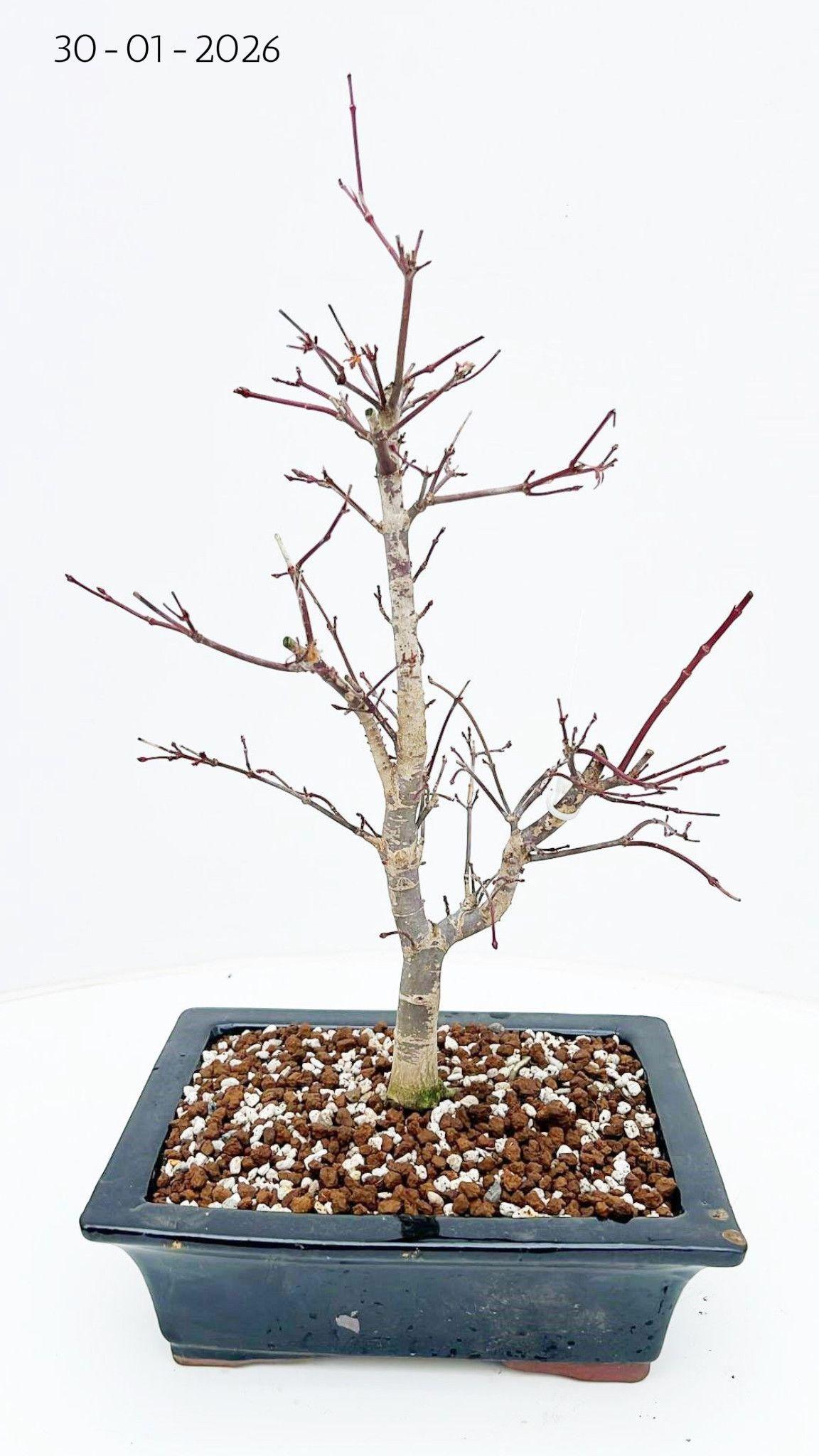 Горшечные цветы и растения оптом Bonsai Acer Palmatum Deshojo, от 1шт из Голландии с доставкой по России
