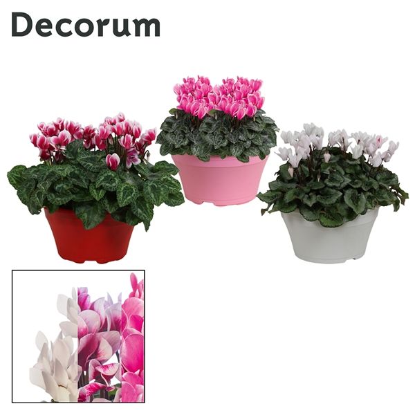 Горшечные цветы и растения оптом Cyclamen Lovely Moments Mix Bowl Ariel (decorum) от 1шт из Голландии с доставкой по России