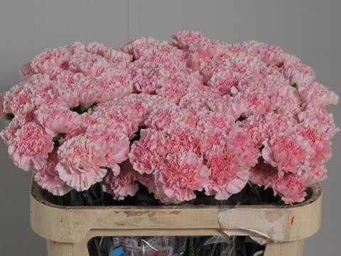 Срезанные цветы оптом Dianthus st essiana от 80шт из Голландии с доставкой по России