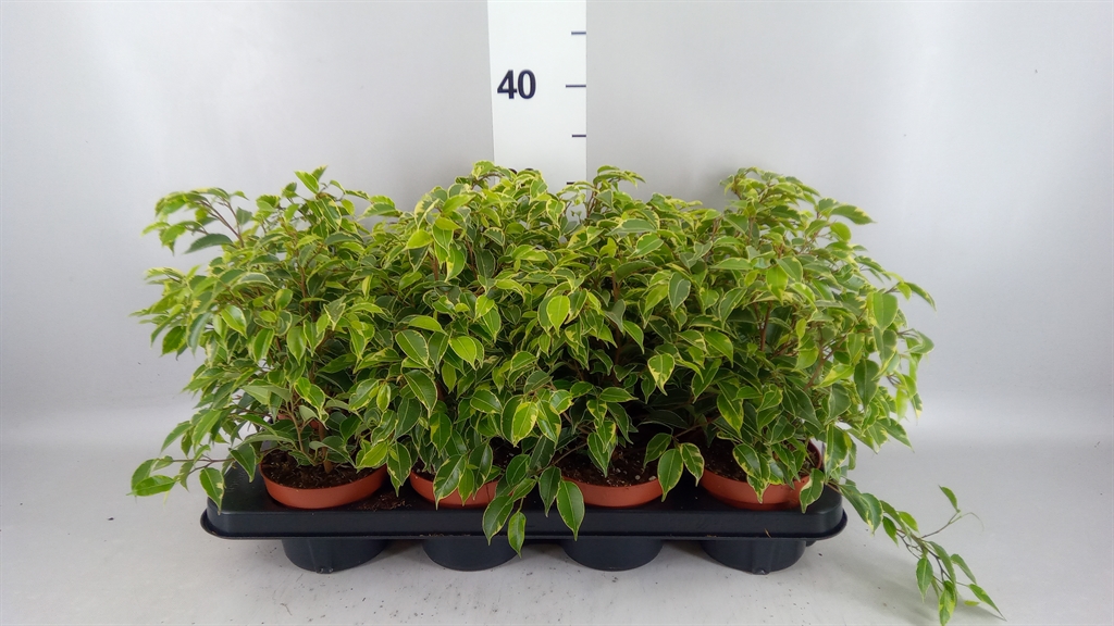 Горшечные цветы и растения оптом Ficus Benja. kinky от 8шт из Голландии с доставкой по России