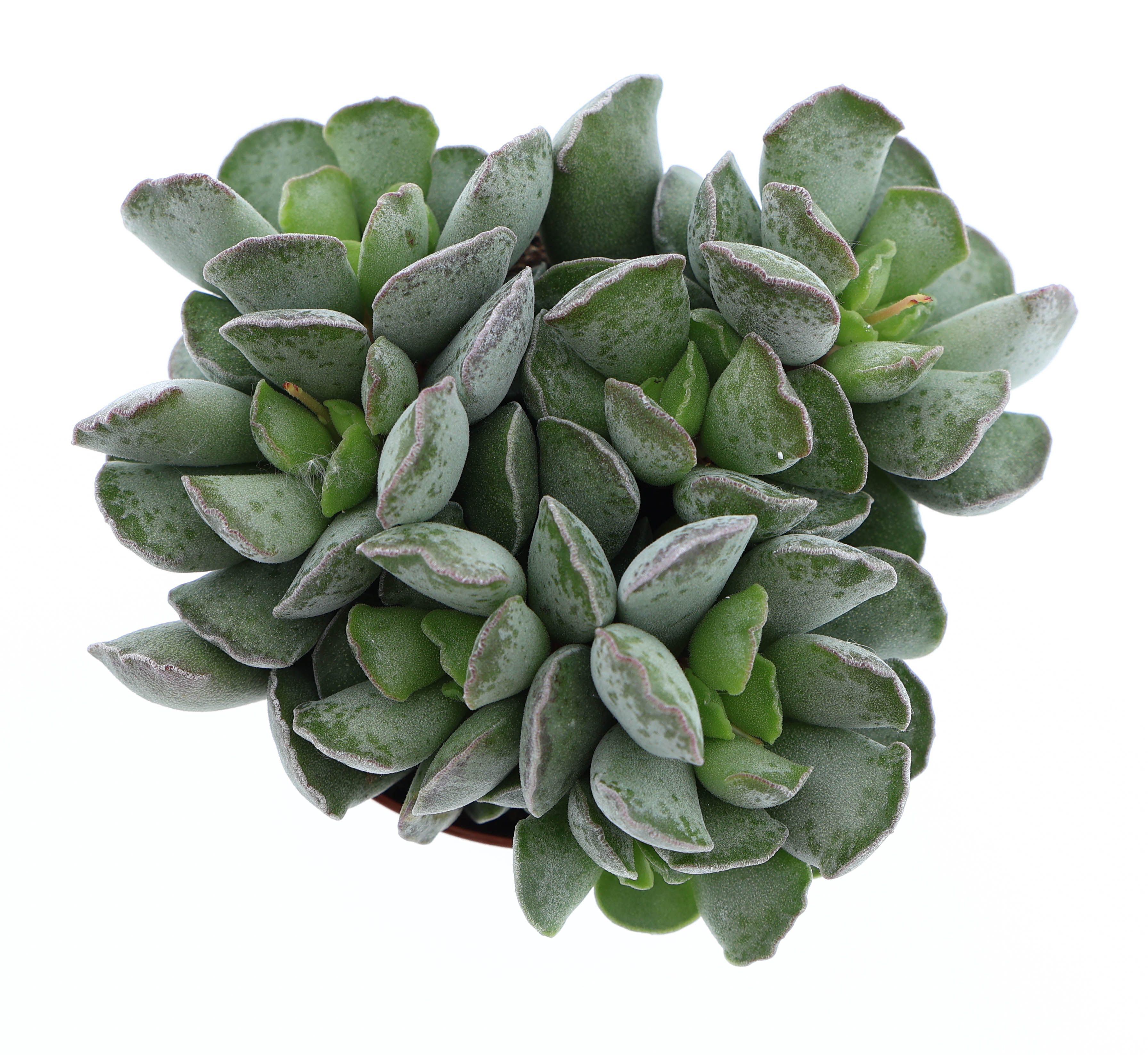 Горшечные цветы и растения оптом Adromischus Cristatus от 12шт (для телеги) из Голландии с доставкой по России