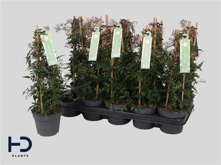 Горшечные цветы и растения оптом Jasm Polyanthum Wit 22+ * Spring Deal * от 10шт из Голландии с доставкой по России