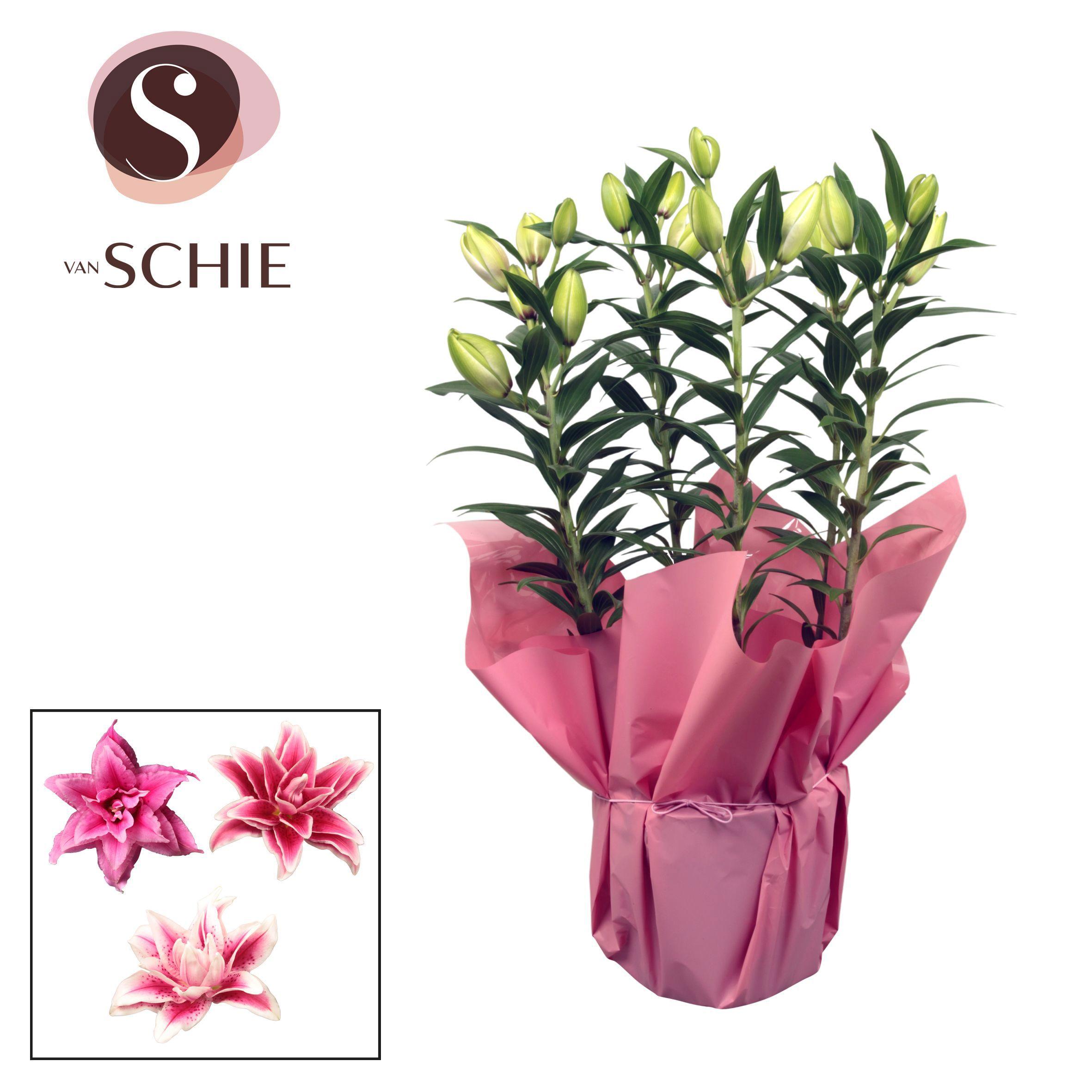 Горшечные цветы и растения оптом Lilium Or Roselily Pink 5pp Rondella от 5шт из Голландии с доставкой по России