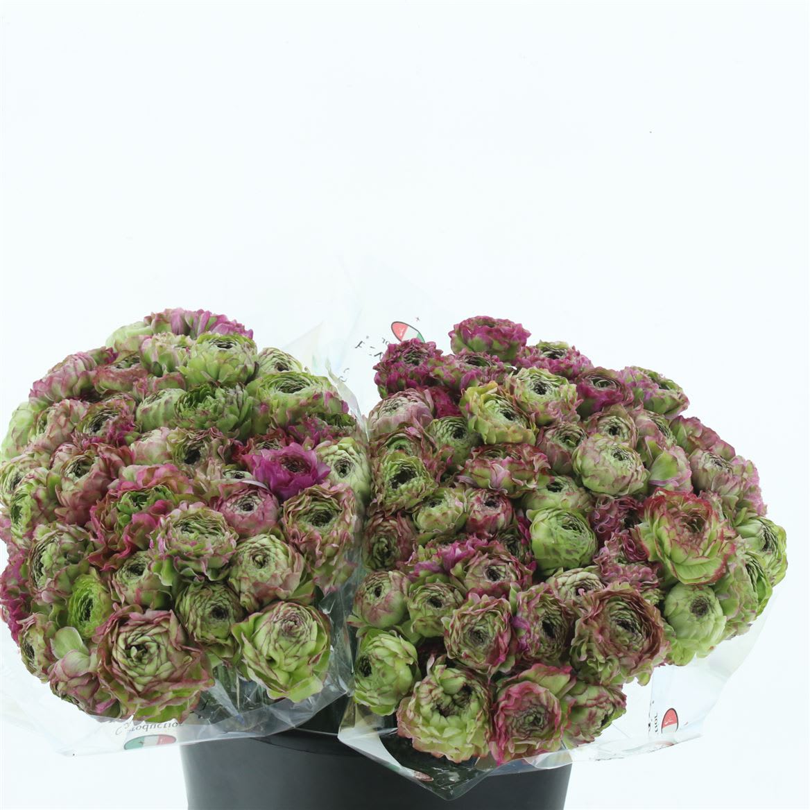 Срезанные цветы оптом Ranunculus pon pon malva от 100шт из Голландии с доставкой по России