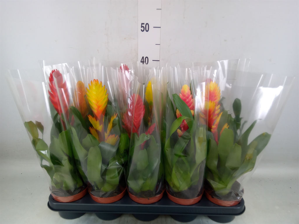 Горшечные цветы и растения оптом Vriesea   ...mix 6 от 10шт из Голландии с доставкой по России