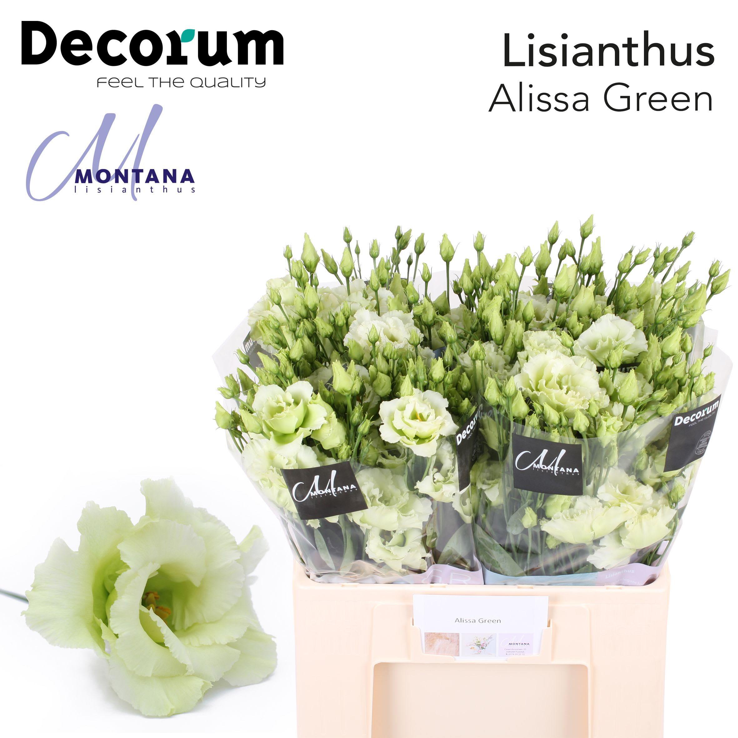 Срезанные цветы оптом Lisianthus do alissa green от 80шт. из Голландии с доставкой по России