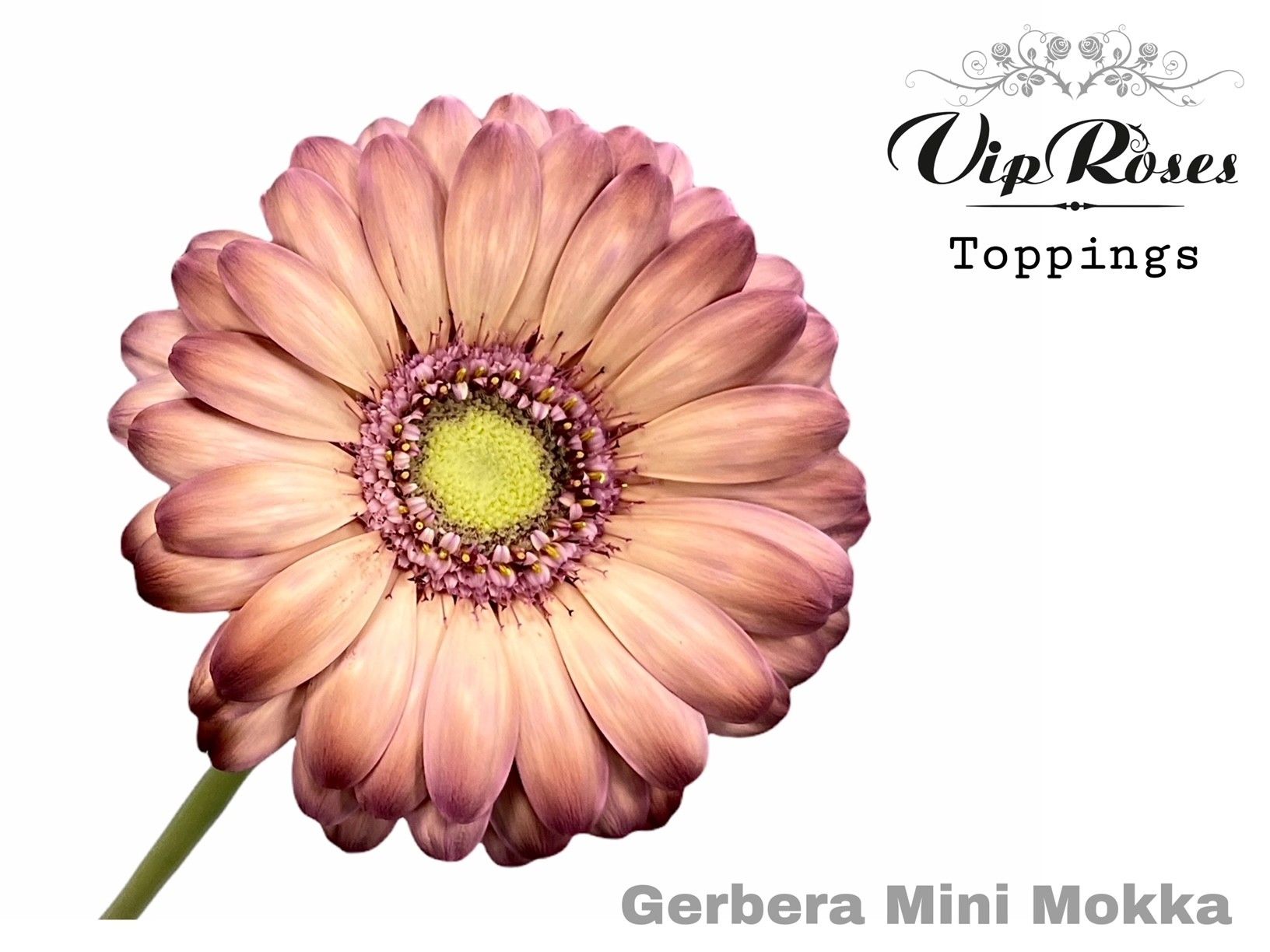 Срезанные цветы оптом Gerbera paint mini mokka от 40шт из Голландии с доставкой по России