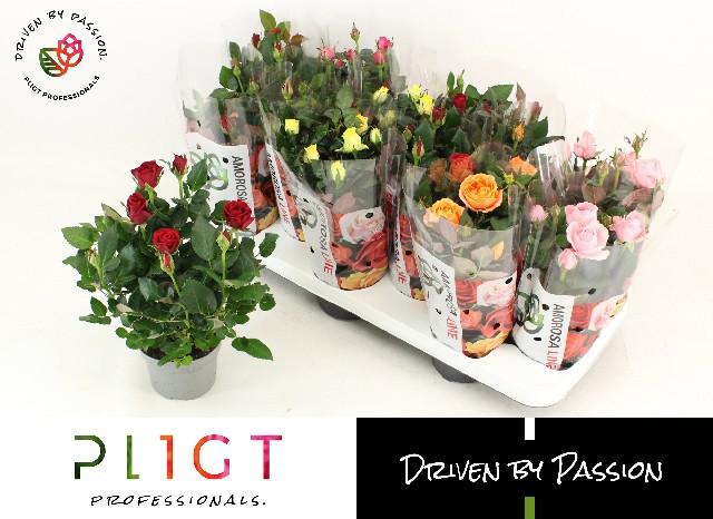 Горшечные цветы и растения оптом Ro Am Gem от 12шт из Голландии с доставкой по России