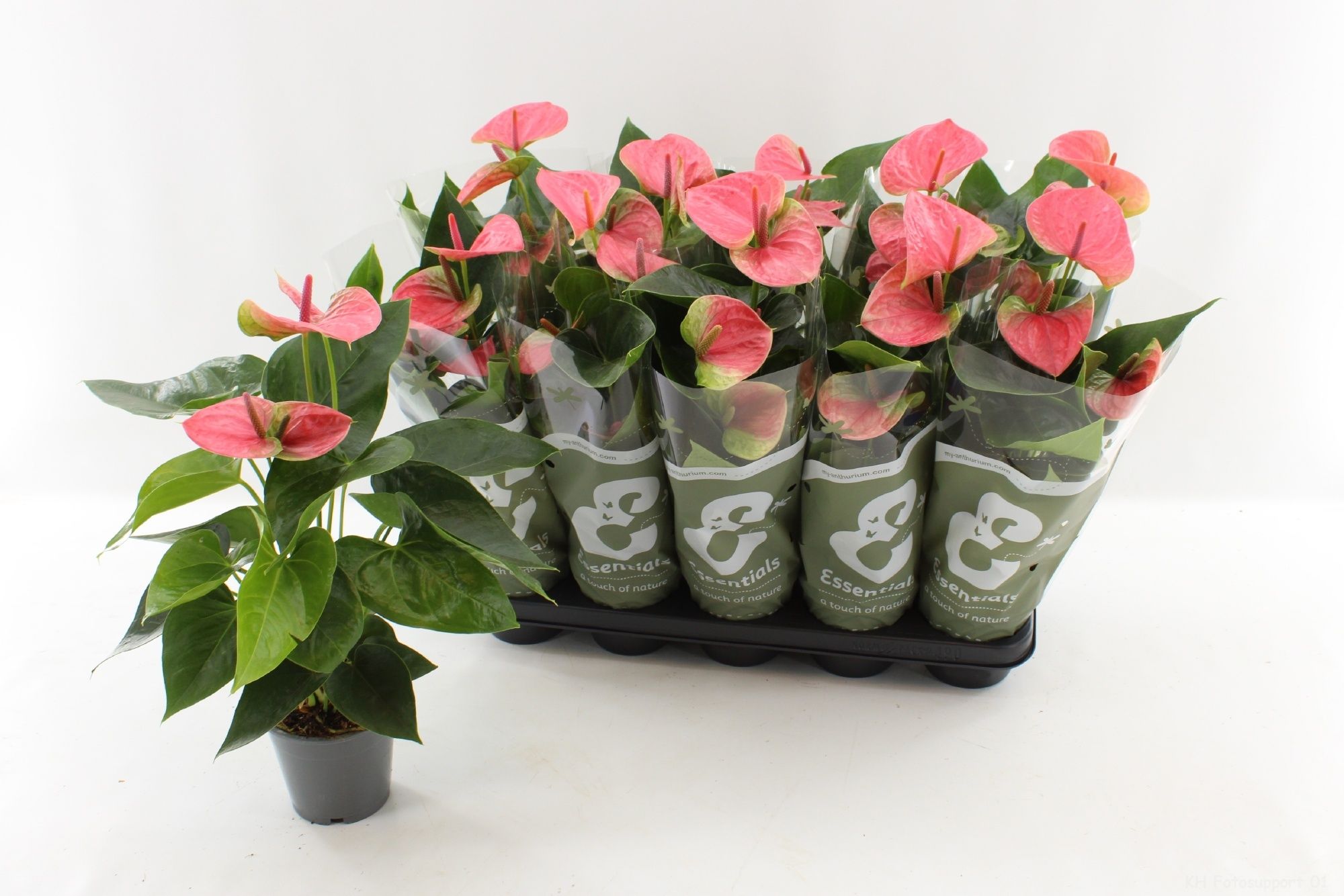 Горшечные цветы и растения оптом Anthu An Sweet Dream от 10шт из Голландии с доставкой по России