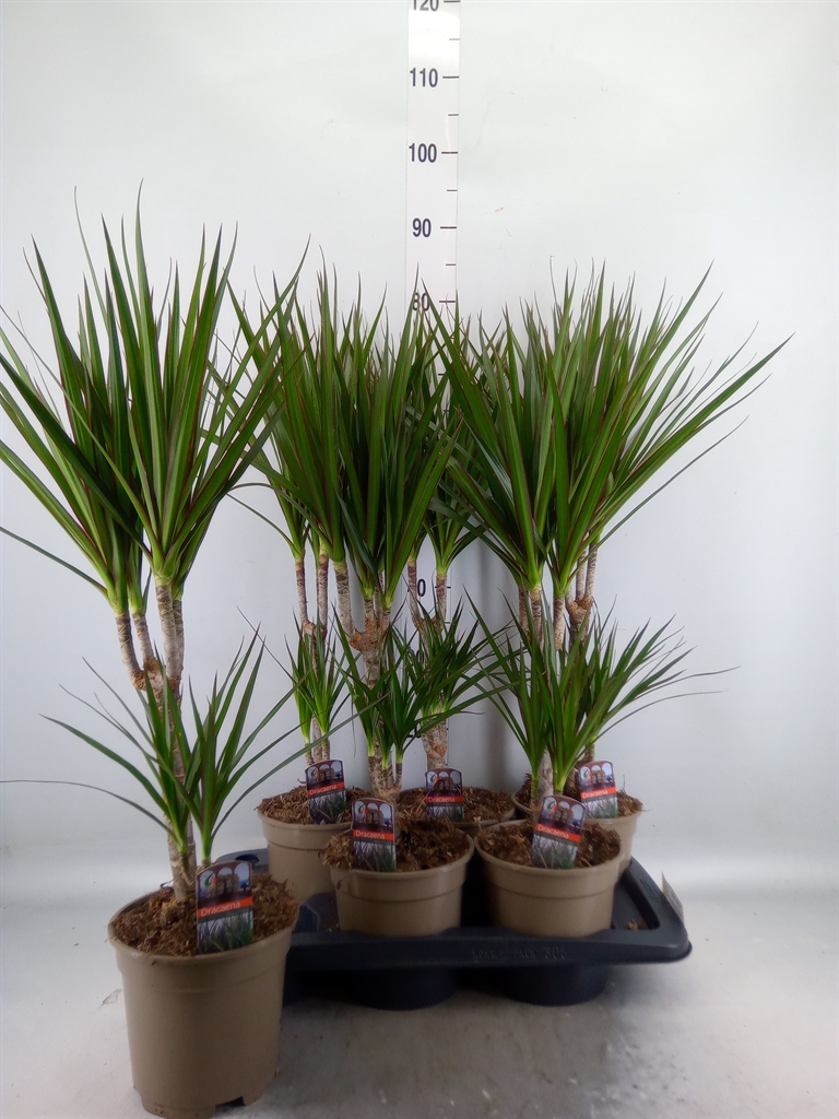 Горшечные цветы и растения оптом Dracaena Marg. от 6шт из Голландии с доставкой по России