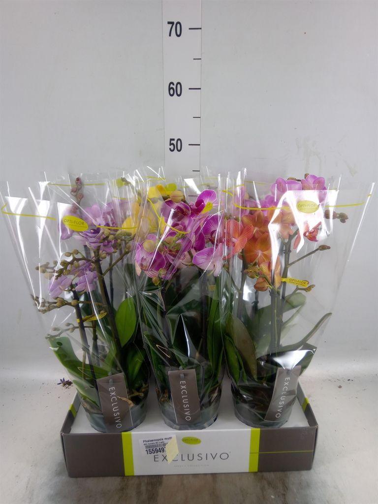 Горшечные цветы и растения оптом Phalaenopsis Multi.   ...mix  5 от 6шт из Голландии с доставкой по России
