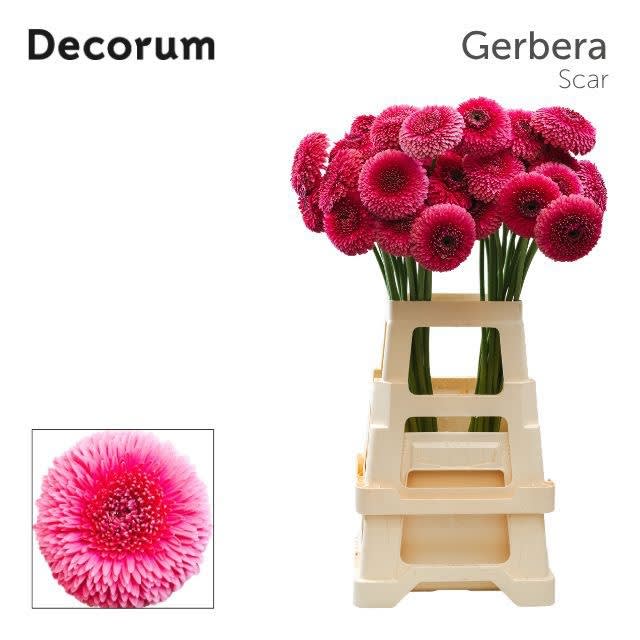 Срезанные цветы оптом Germini bolero scar+ от 40шт из Голландии с доставкой по России