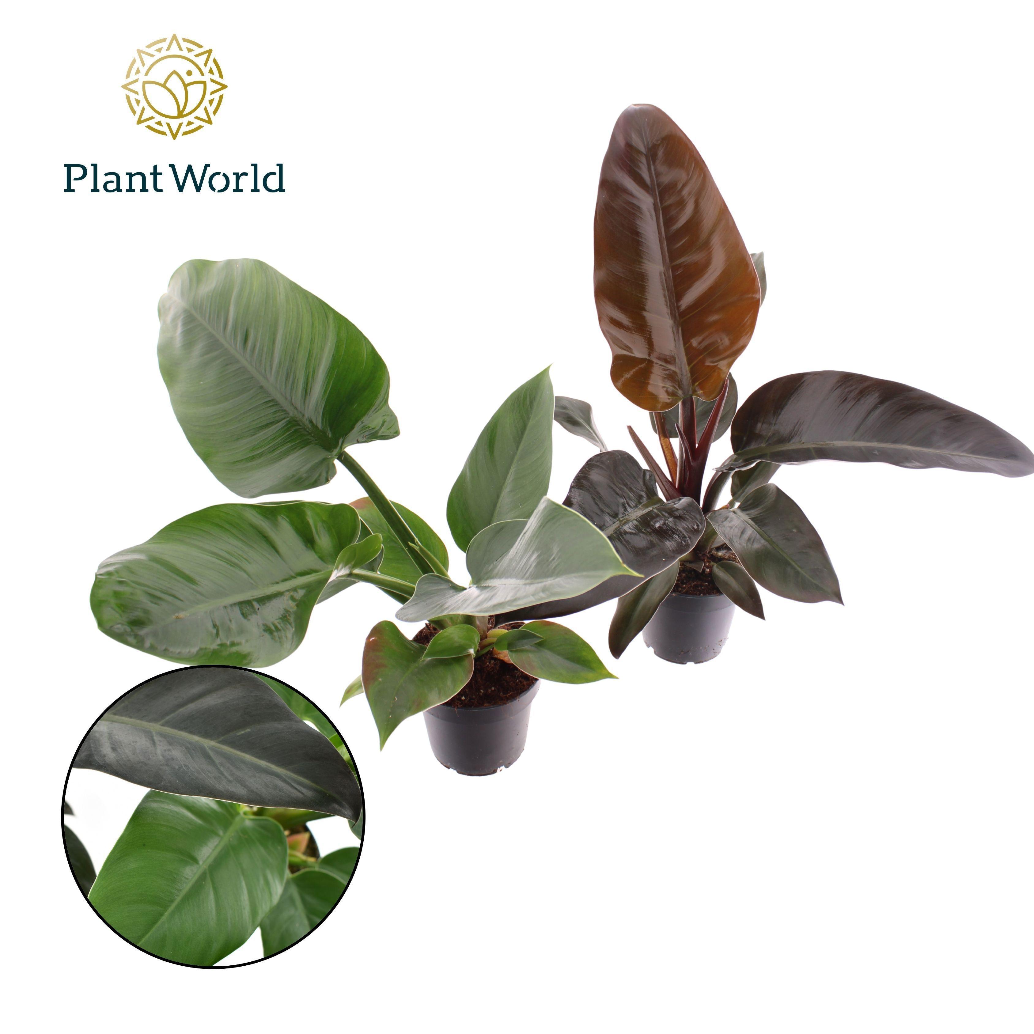 Горшечные цветы и растения оптом Philodendron Mix Imperial Green & Red от 10шт из Голландии с доставкой по России