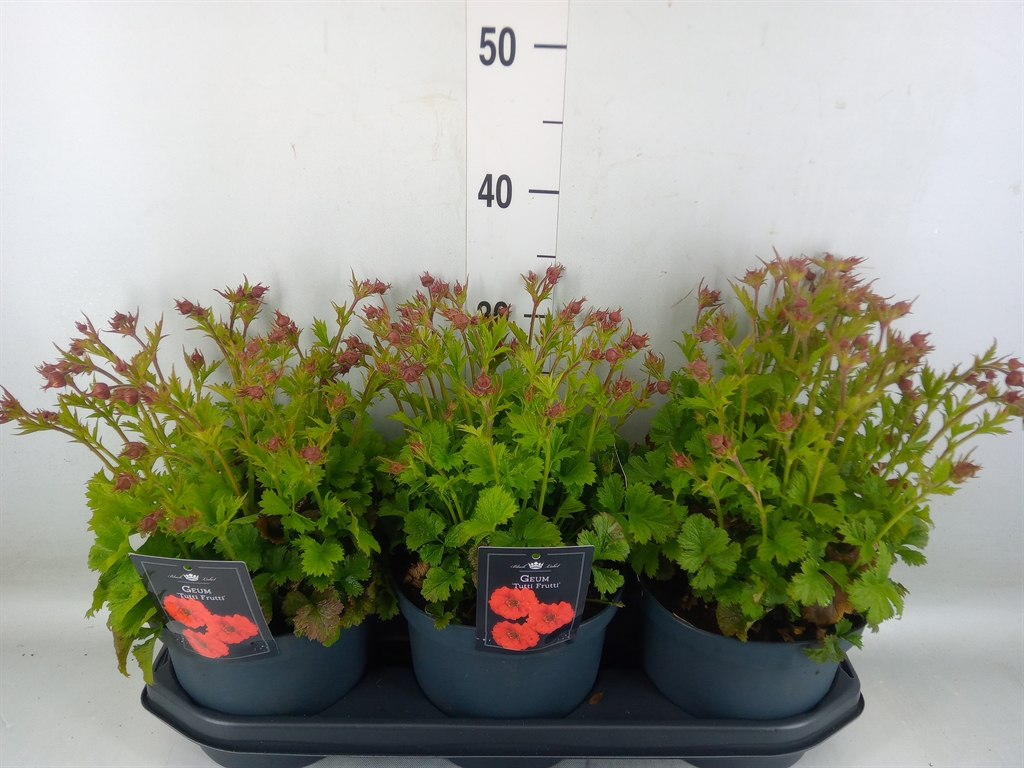 Горшечные цветы и растения оптом Geum Chiloense от 3шт из Голландии с доставкой по России